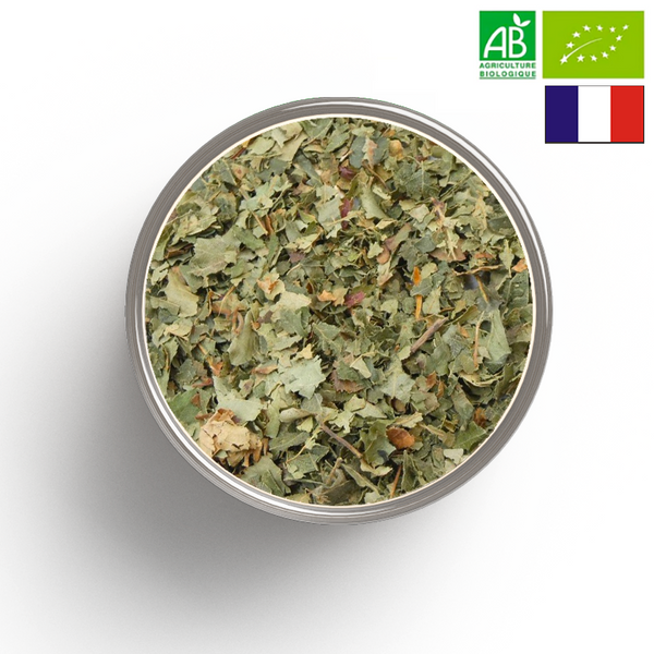 BOULEAU cut leaf ORGANIC - Origin FRANCE