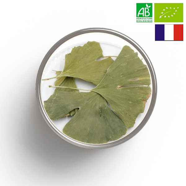 GINKGO Leaf ORGANIC - Origin FRANCE