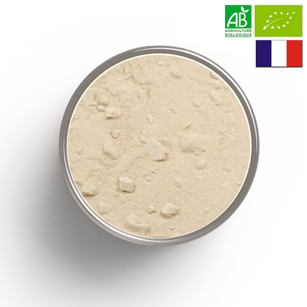 CHICOREE root powder - Origine FRANCE